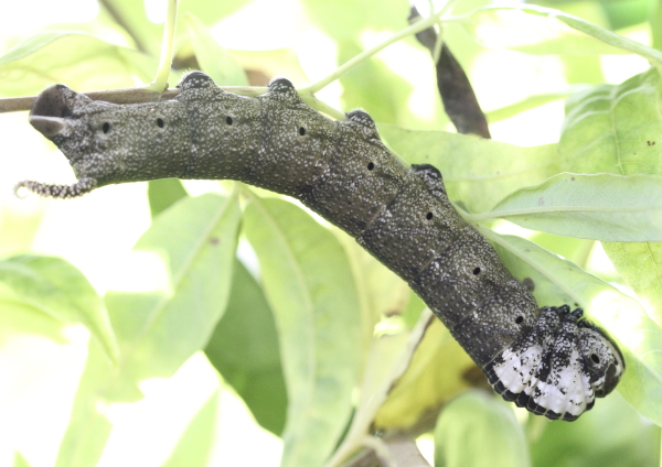 Acherontia atropos chenille forme noire
