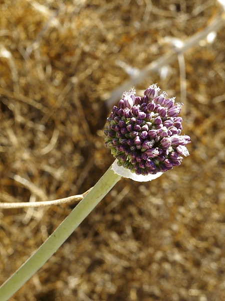 Allium commutatum fleur