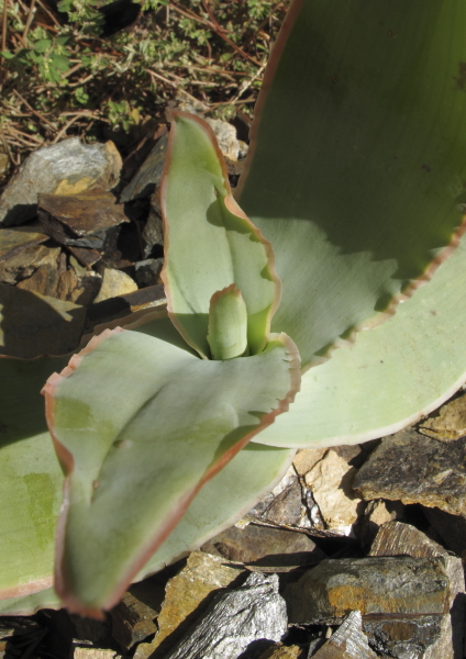 Aloe striata ssp striata