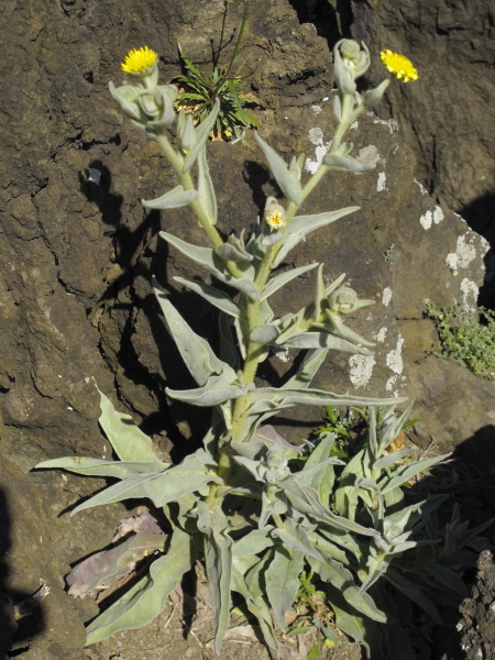 Andryala glandulosa ssp varia