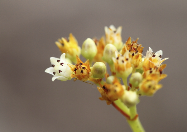 Crassula tetragona en fleurs