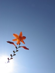 Crocosmia crocosmiflora