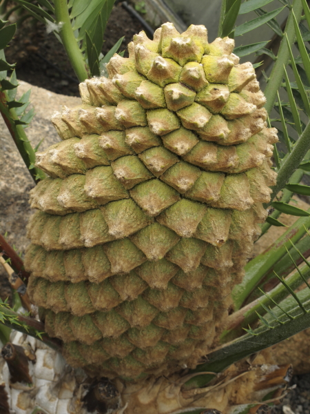 Encephalartos aemulans, cône