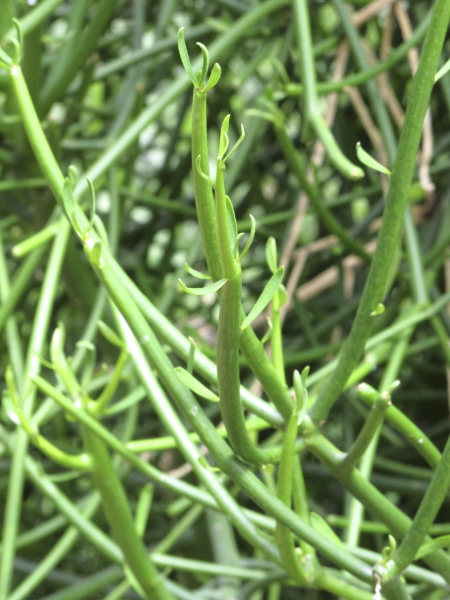 Euphorbia aphylla, detail