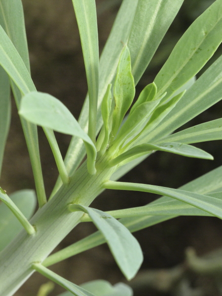 Euphorbia balsamifera, detail