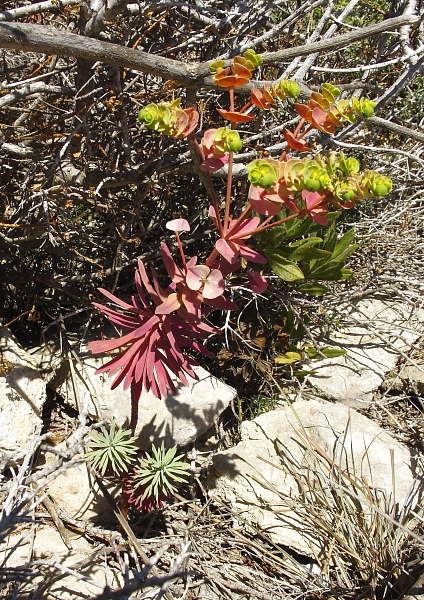 Euphorbia melitensis jeune sujet