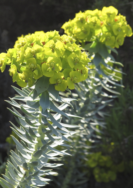 Euphorbia rigida inflorescence