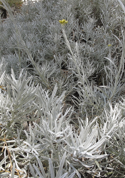 Helichrysum melitense