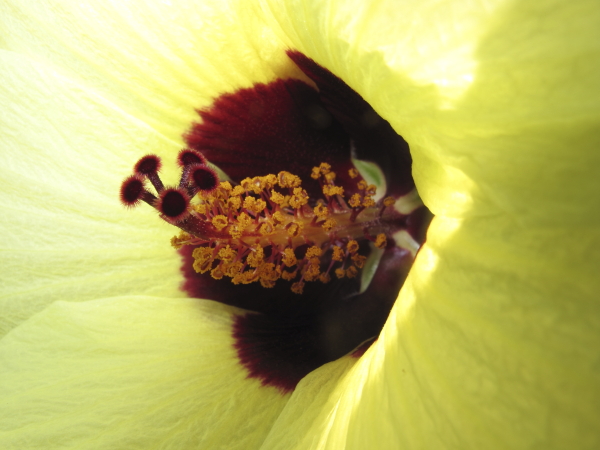 Hibiscus calicinum, détail