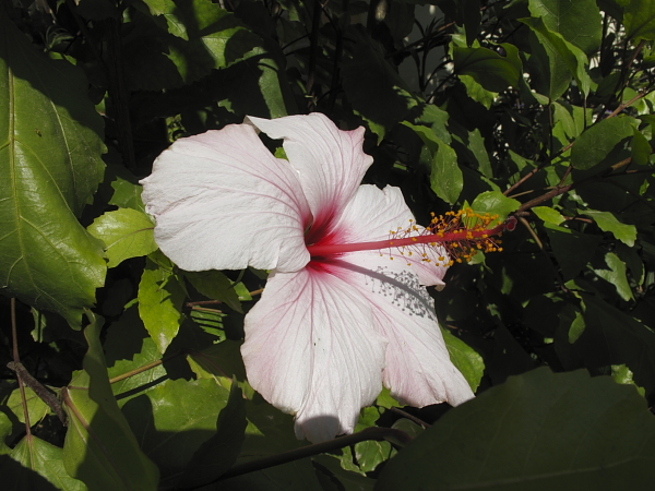 Hibiscus rosa sinensis