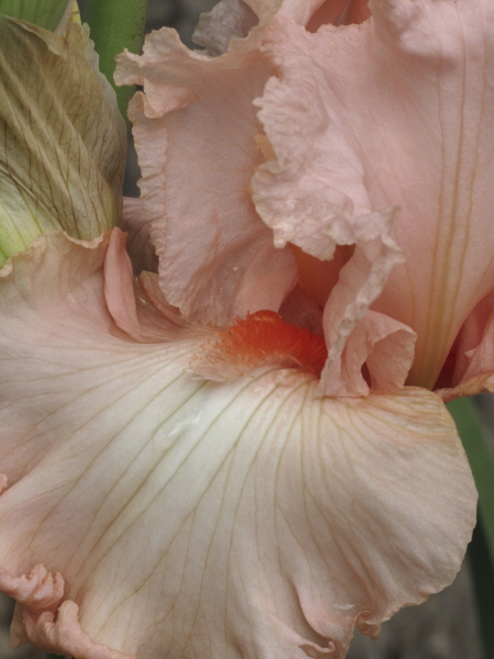 Iris germanica Happenstance