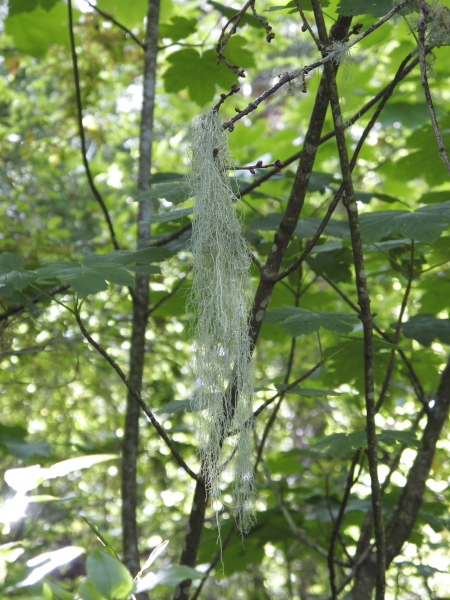 Lethariella canariensis