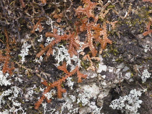 Lichens et Selaginella morte à confirmer
