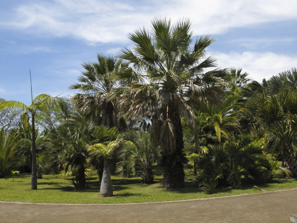 Madère jardin botanique palmiers