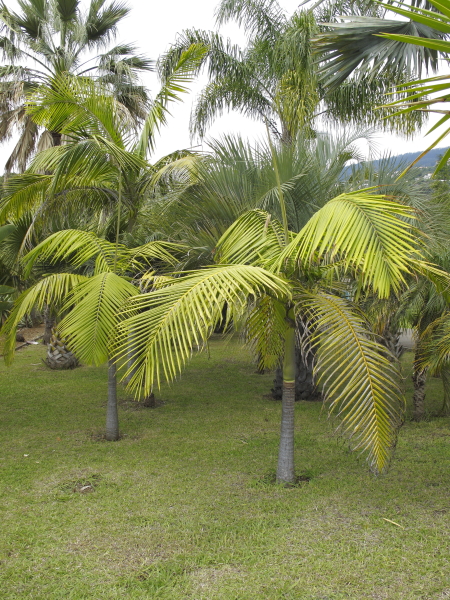 Madère jardin botanique palmiers