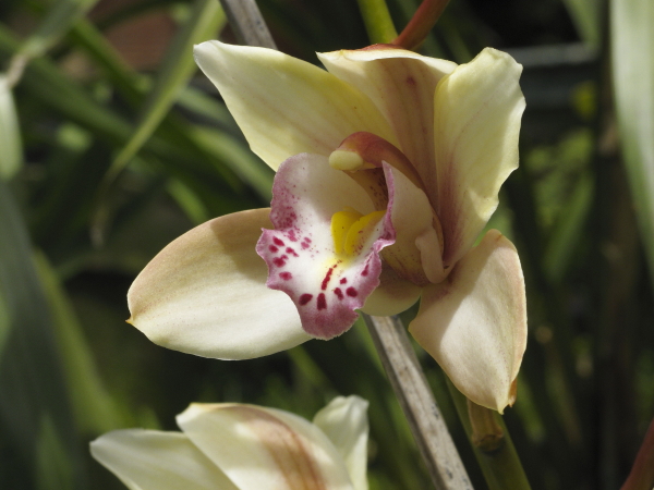 Madère, jardin du Monte Palace, orchidées