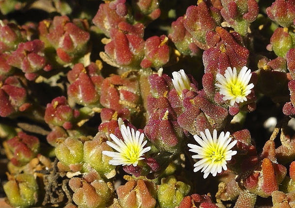 Mesanbrianthemum nodiflorum fleurs