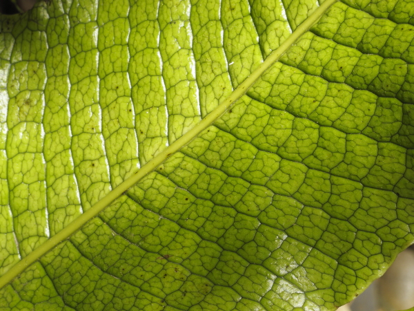 Microsorum musifolium détail