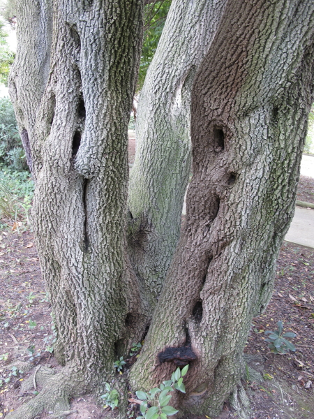 Philyrea angustifolia