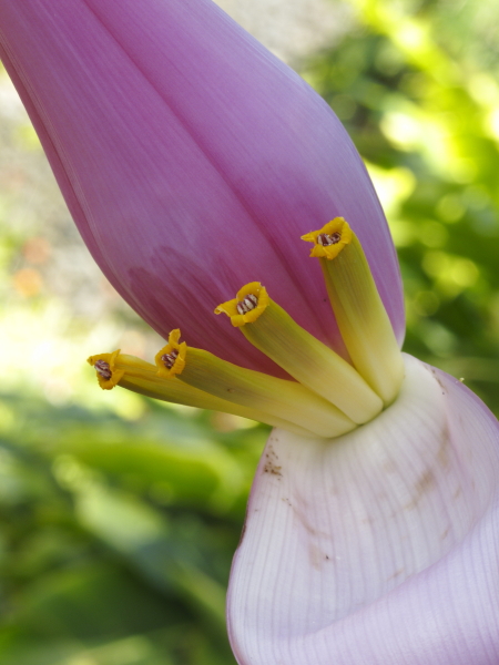 fleur de bananier Musa