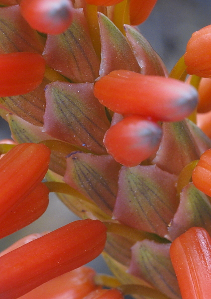Aloe arborescens, détail