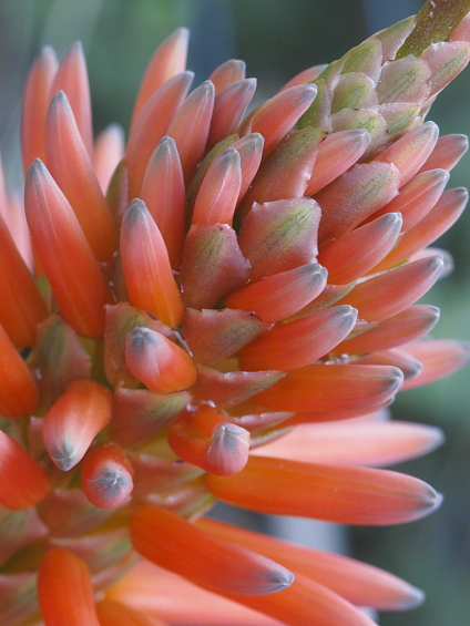 Aloe arborescens, inflorescence