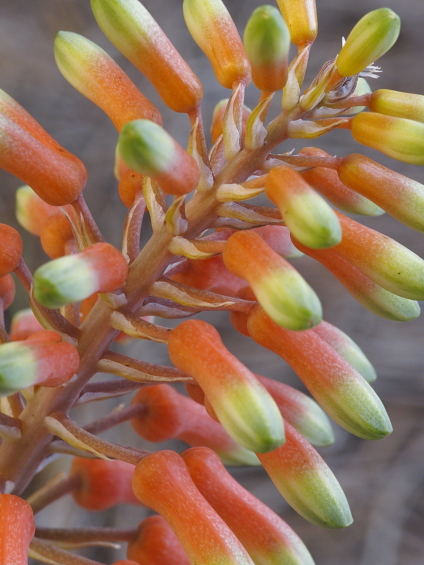 Aloe dumetorum