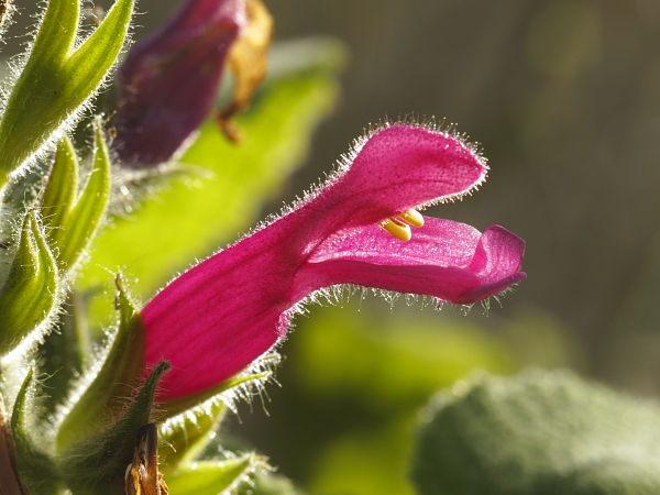 Salvia dorisiana, fleur