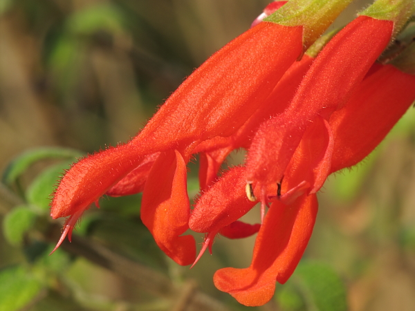 Salvia gesneriflora