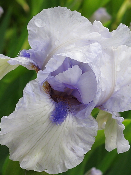 Iris germanica 'Blue flirt'