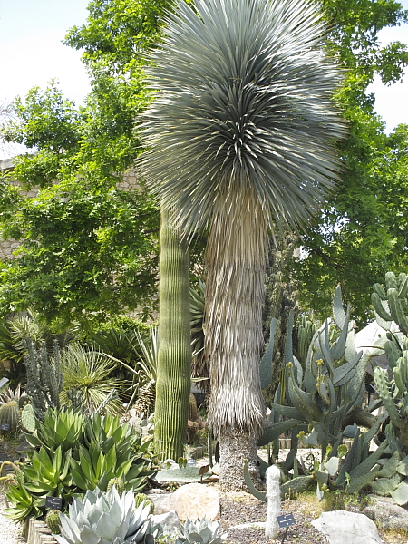 Yucca rostrata et Neobuxbaumia polylopha