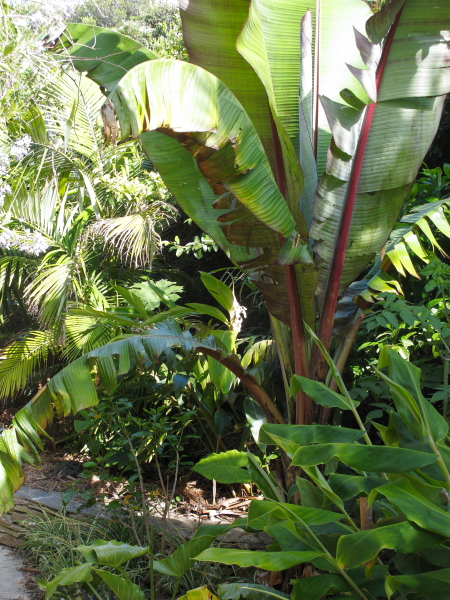 Jardin tropical
