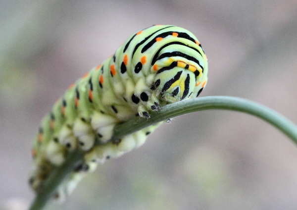Papilio machaon chenille face