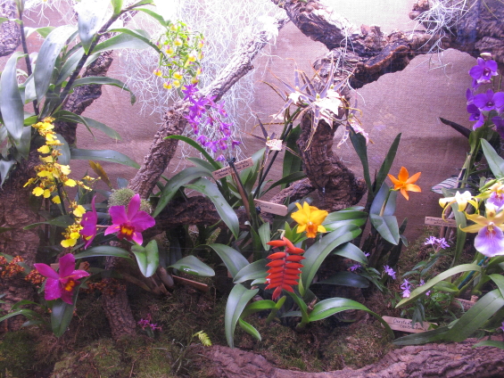 Le festival des orchidées