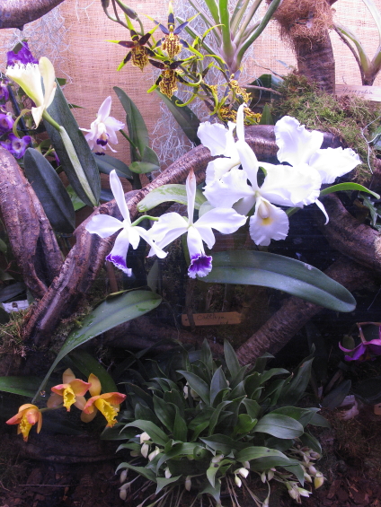 Le festival des orchidées