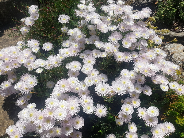 Lampranthus blanc