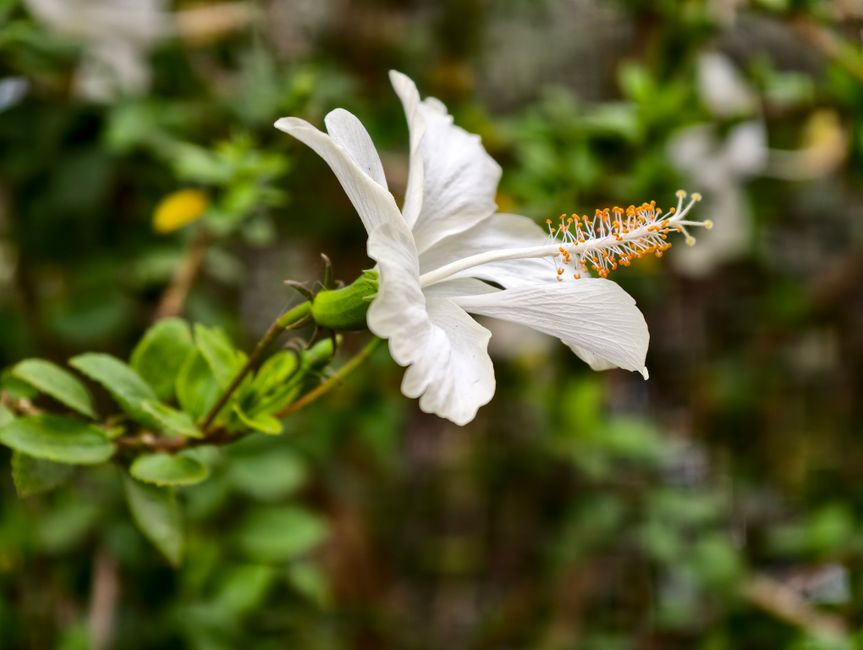 Hibiscus arnottianus : l'élégance blanche parfumée des jardins hawaïens 1 You are currently viewing Hibiscus arnottianus : l’élégance blanche parfumée des jardins hawaïens