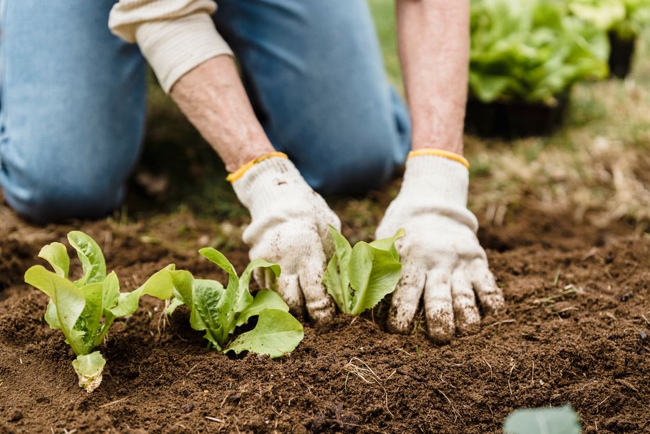 Cultivez la sérénité au cœur de votre jardin 13 Jardinage bio pour débutants