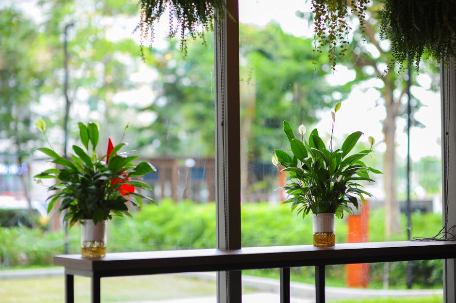 Cultivez la sérénité au cœur de votre jardin 15 Fleurs qui enchantent l'intérieur