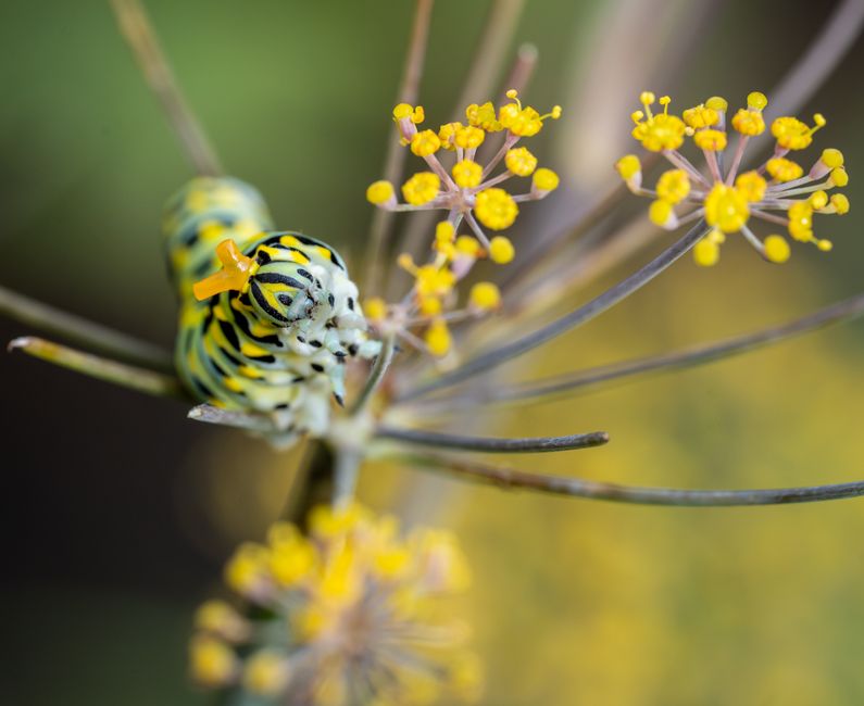 Chenille papilio machaon : mystères et protection au jardin 1 You are currently viewing Chenille papilio machaon : mystères et protection au jardin