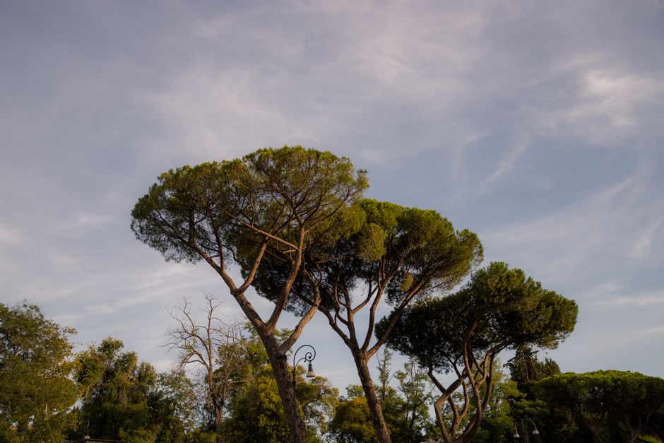 Jardin botanique de rome : mon évasion végétale au cœur de la ville 1 You are currently viewing Jardin botanique de rome : mon évasion végétale au cœur de la ville