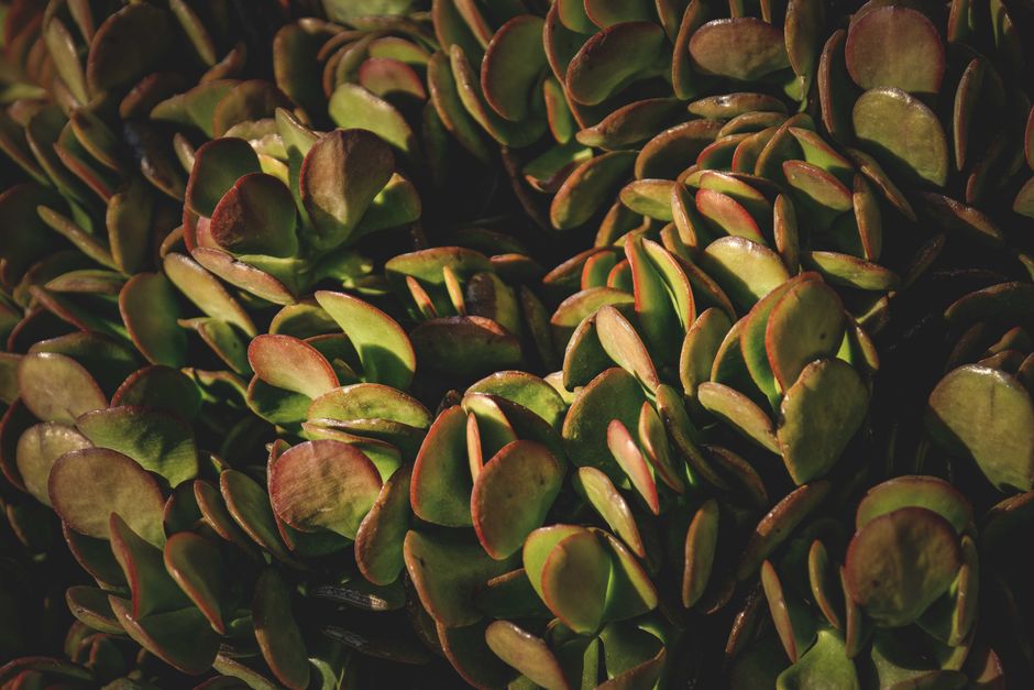 Crassula lanuginosa : le charme discret d'une succulente velue 1 You are currently viewing Crassula lanuginosa : le charme discret d’une succulente velue