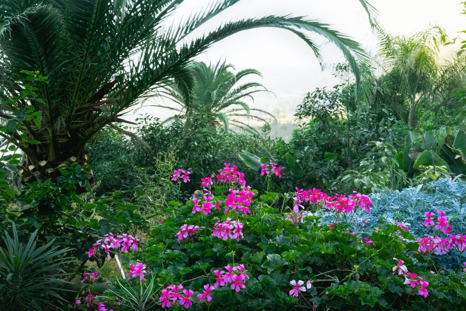 Jardin exotique roscoff : une évasion végétale unique en bretagne 1 You are currently viewing Jardin exotique roscoff : une évasion végétale unique en bretagne
