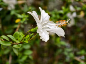 Hibiscus arnottianus : l’élégance blanche parfumée des jardins hawaïens