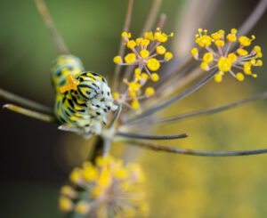 Chenille papilio machaon : mystères et protection au jardin