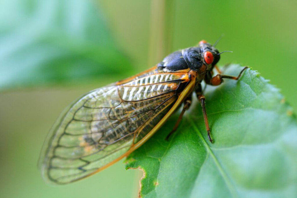 Cultivez la sérénité au cœur de votre jardin 20 Cigales et libellules : démystifier ces habitants fascinants du jardin