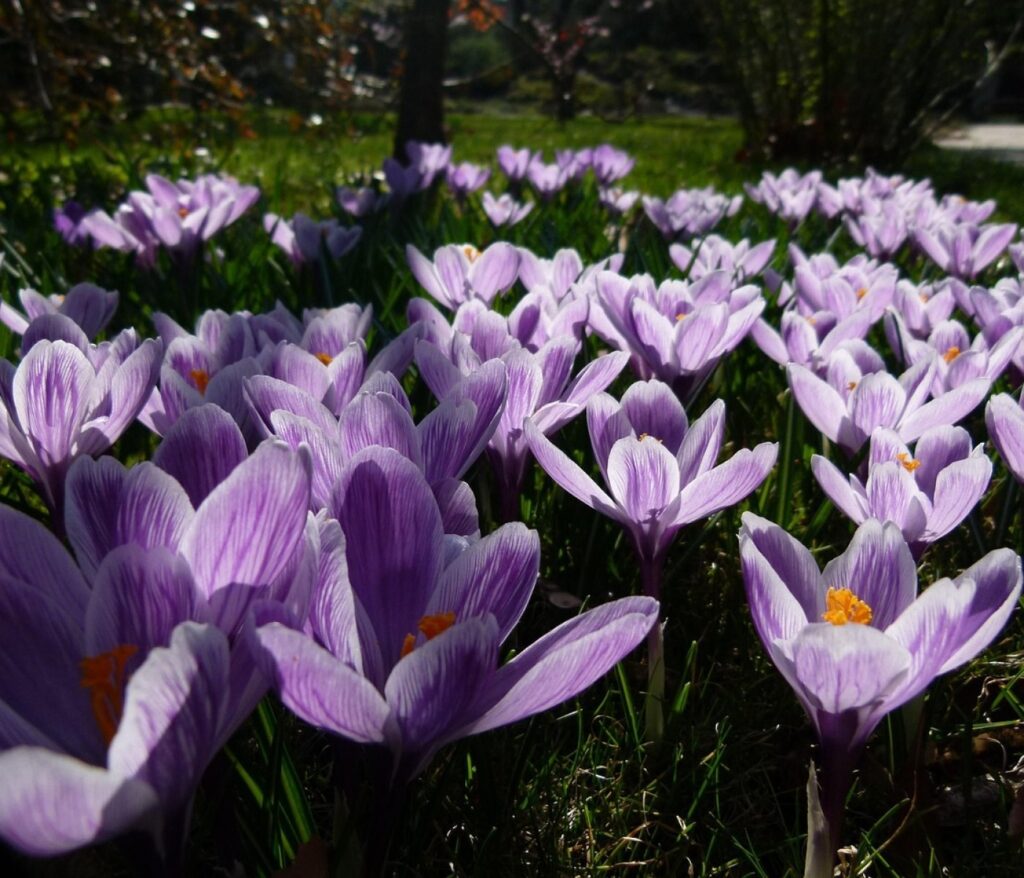 Cultivez la sérénité au cœur de votre jardin 9 Entretien des plantes d’intérieur : guide complet