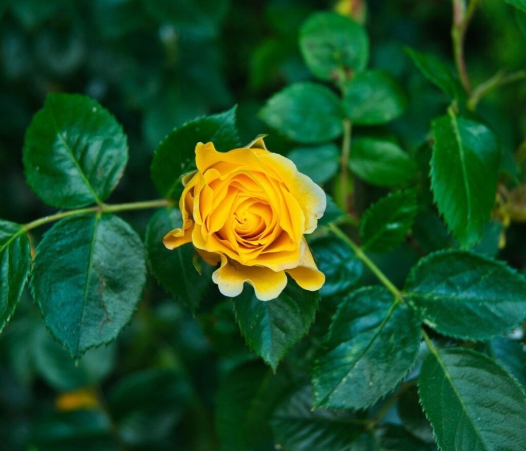Cultivez la sérénité au cœur de votre jardin 17 Jardin d’Asie : immersion au cœur des traditions orientales