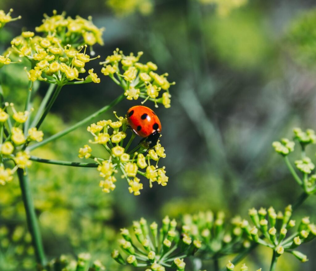 Cultivez la sérénité au cœur de votre jardin 3 7 plantes compagnes au potager éloigner les nuisibles