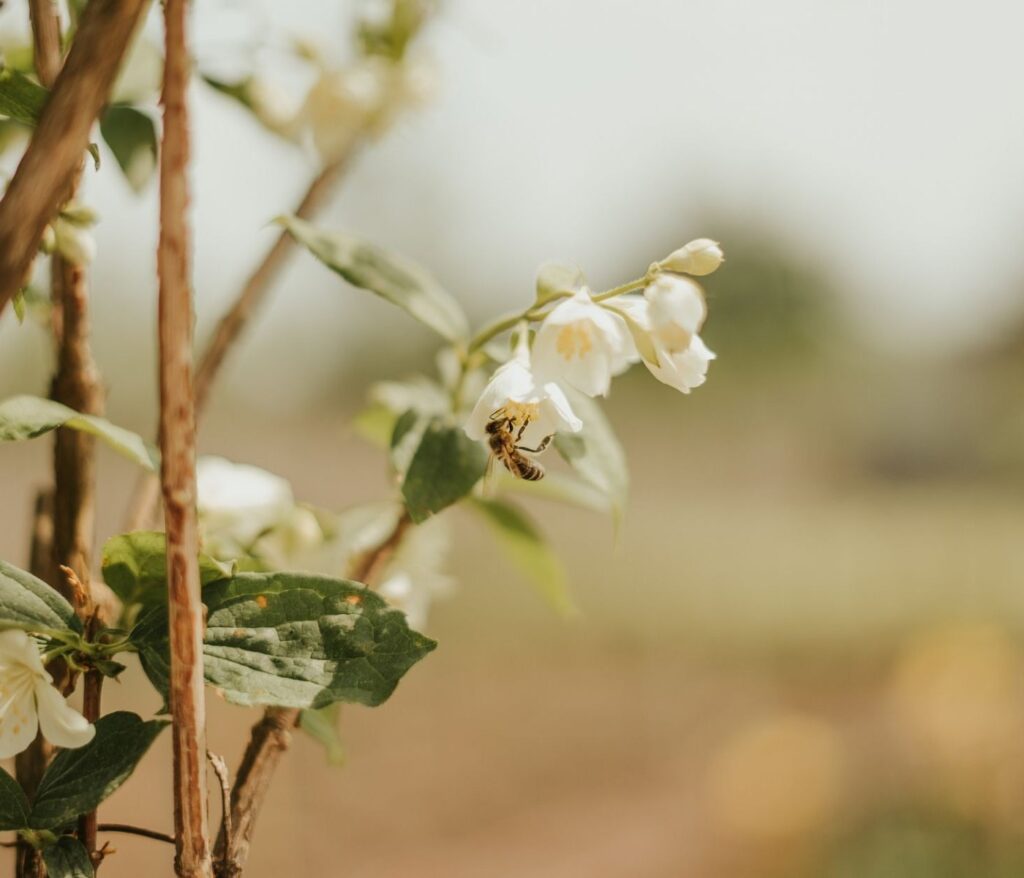 Cultivez la sérénité au cœur de votre jardin 2 Plantes mellifères : le top 12 sauver les abeilles